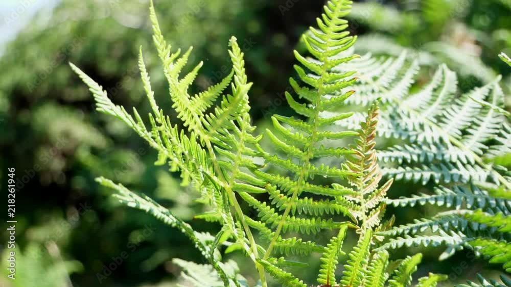 Amazing green bracken blowing around in the wind in beautiful summer sun. Dartmoor england. Amazing green bracken blowing around in the wind in beautiful summer sun. Dartmoor england.