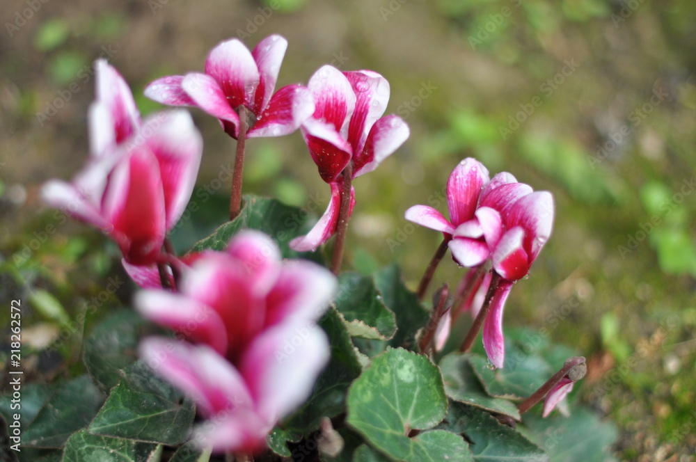 gros plan avec des fleurs de cyclamen blanches et rouges avec arrière plan de jardin en été gros plan avec des fleurs de cyclamen blanches et rouges avec arrière plan de jardin en été