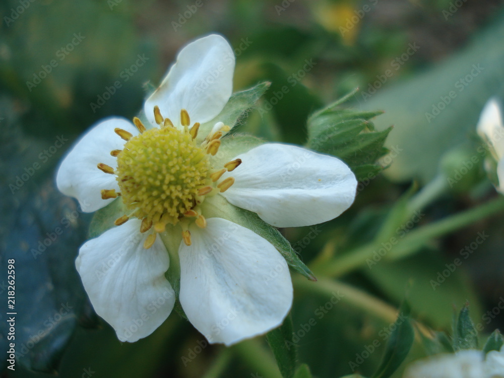 Obraz premium gros plan avec fleur de fraisier et décor de jardin en printemps