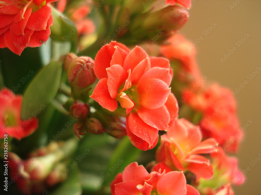 macro avec une fleur de Kalanchoe corail en premier plan et les autres en arrière plan macro avec une fleur de Kalanchoe corail en premier plan et les autres en arrière plan
