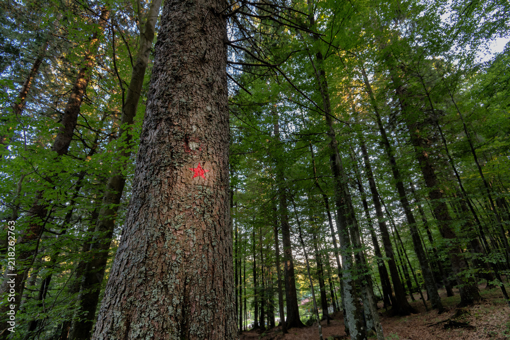 Obraz premium Red star painted on spruce marks the hiking trail to the memorial of Pohorje battalion near Osankarica, Slovenia