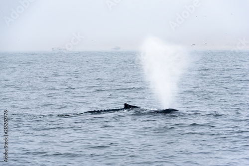 Baby whale blow water out accompanied by his mother