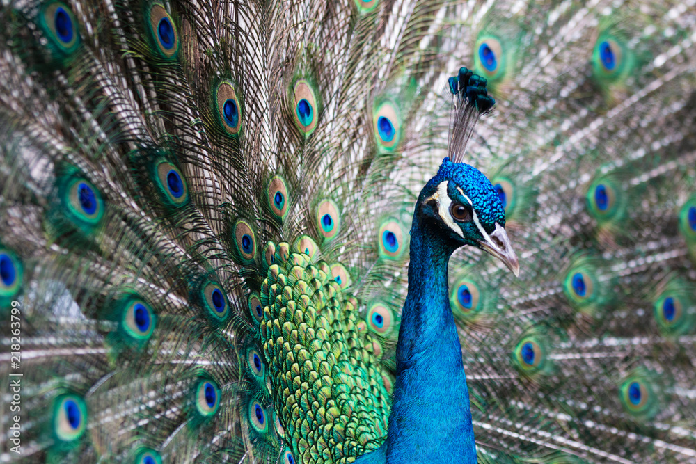 Obraz premium detail of peacock