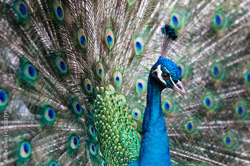 detail of peacock