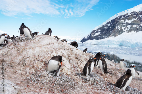 Obraz na plátně penguin at south pole