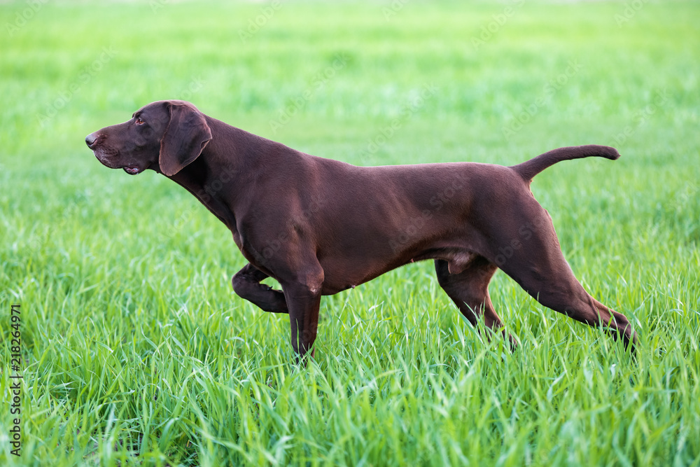 The brown hunting dog freezed in the pose smelling the wildfowl in the green grass. German Shorthaired Pointer. The brown hunting dog freezed in the pose smelling the wildfowl in the green grass. German Shorthaired Pointer.