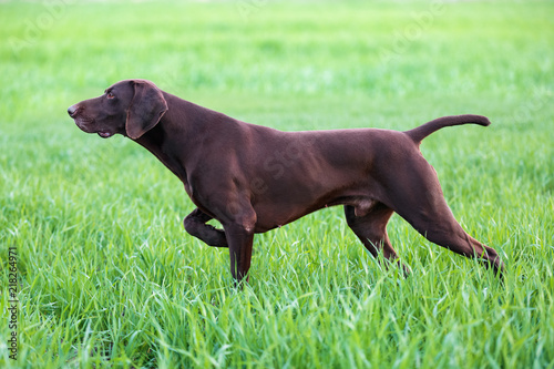 Fototapeta Naklejka Na Ścianę i Meble -  The brown hunting dog freezed in the pose smelling the wildfowl in the green grass. German Shorthaired Pointer.