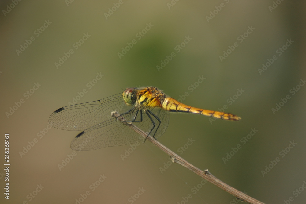 Dragonn fly Dragonn fly