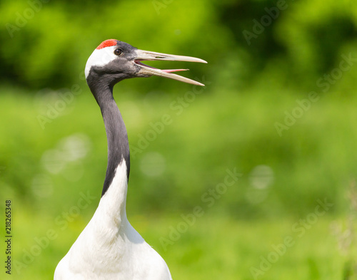 red crown crane open beak