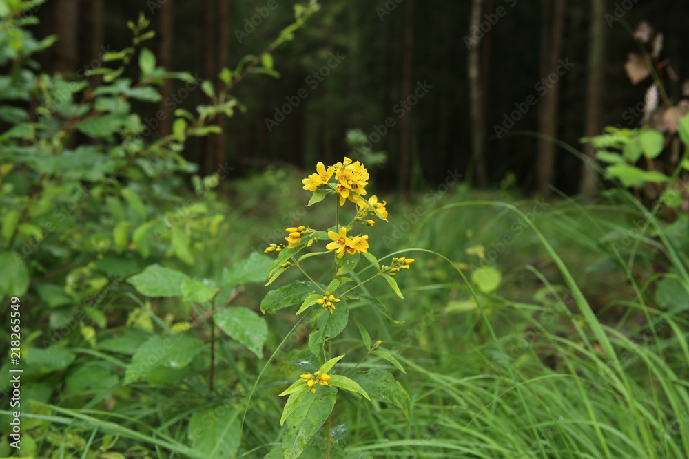 Saint John's wort flowering in wild nature. Wild herb St John's wort, Hypericum perforatum, growing in forest. Saint John's wort flowering in wild nature. Wild herb St John's wort, Hypericum perforatum, growing in forest.
