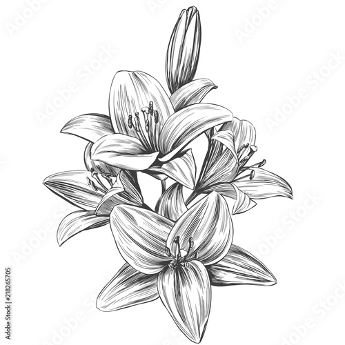 floral blooming lilies vector illustration hand drawn vector illustration  realistic sketch Stock Vector | Adobe Stock