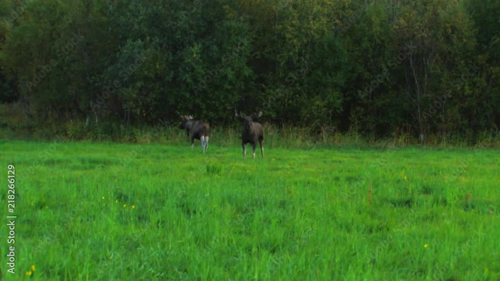 A moose looks into the camera. PAN LEFT to a view of two young bulls with antlers locked in combat. A moose looks into the camera. PAN LEFT to a view of two young bulls with antlers locked in combat.