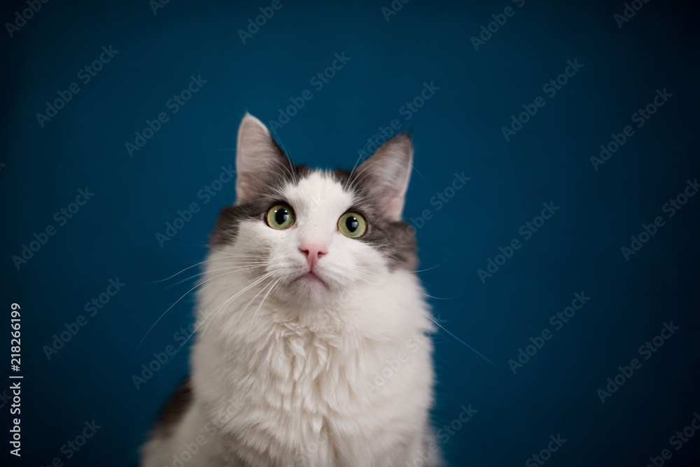 Cat portrait on a blue background