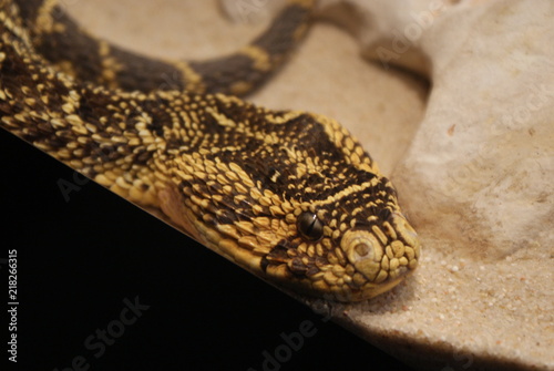 Víbora bufadora en suelo en su terrario con arena. Detalle de cabeza de serpiente venenosa africana amarilla y con manchas verde oscuro. Reptil ofidio exótico inmóvil en cautividad. photo