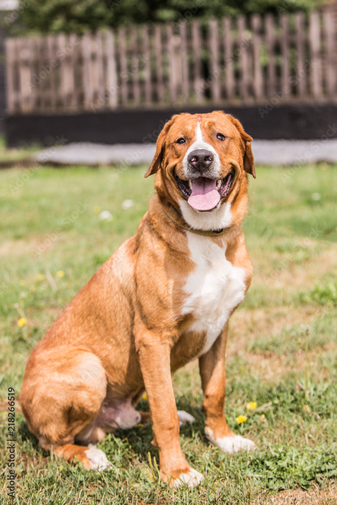 portrait of swiss mountain dog living in belgium portrait of swiss mountain dog living in belgium
