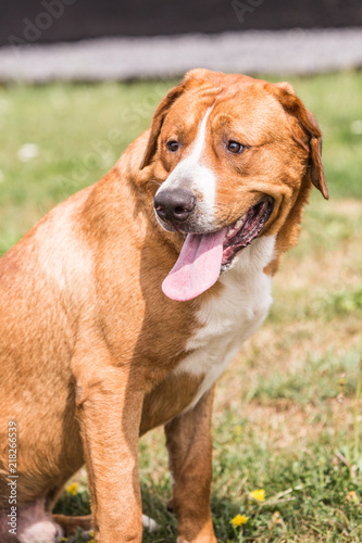 portrait of swiss mountain dog living in belgium