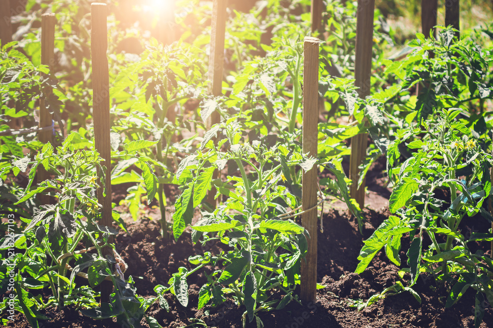 Bushes of tomatoes grow in the garden. Gardening, caring for fruit plants. Bright sunlight, toned picture. Bushes of tomatoes grow in the garden. Gardening, caring for fruit plants. Bright sunlight, toned picture.