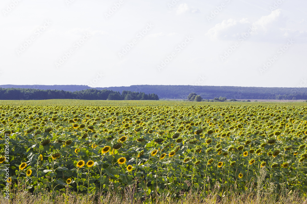 Field of sunflowers in summer sunny day