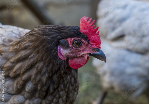 Chicken Face Close Up