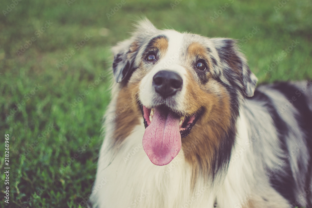 Portrait of Australian shepherd outdoors