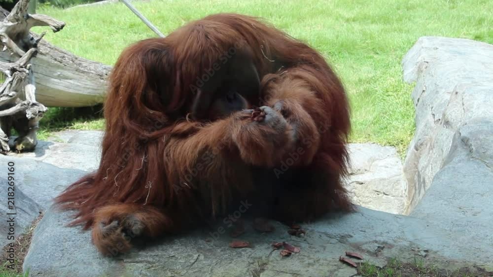 Orangutan sits in an enclosure at a zoo and plays with a pine cone.