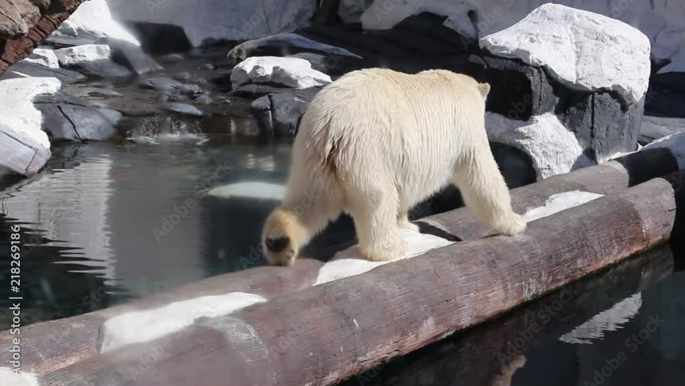 Polar Bear paces inside its enclosure, near the edge of the water.
