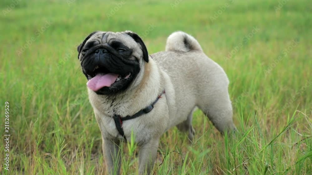 Tired pug on green grass breathing fast. Tired pug on green grass breathing fast.