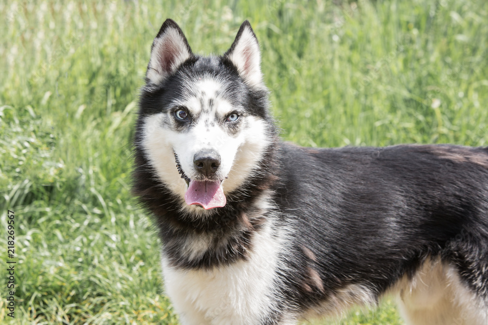 portrait of siberian husky living in belgium portrait of siberian husky living in belgium