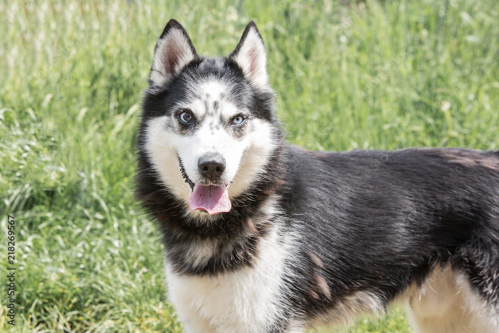 portrait of siberian husky living in belgium