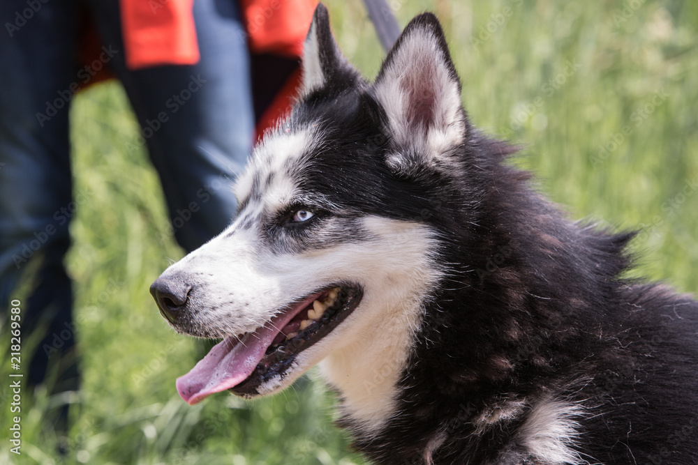 portrait of siberian husky living in belgium