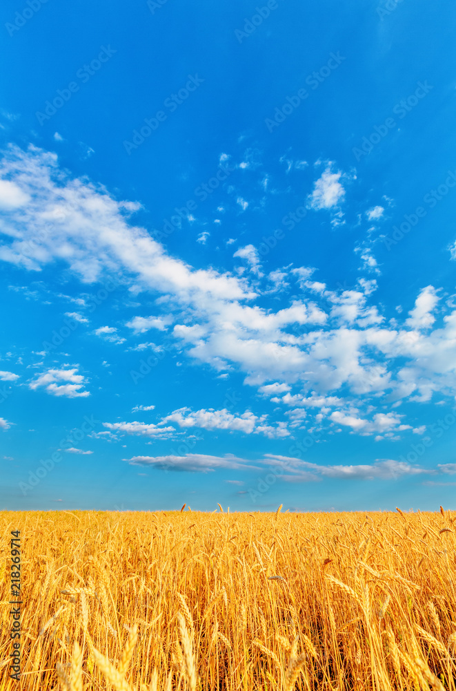 Fototapeta premium Wheat ears and cloudy sky