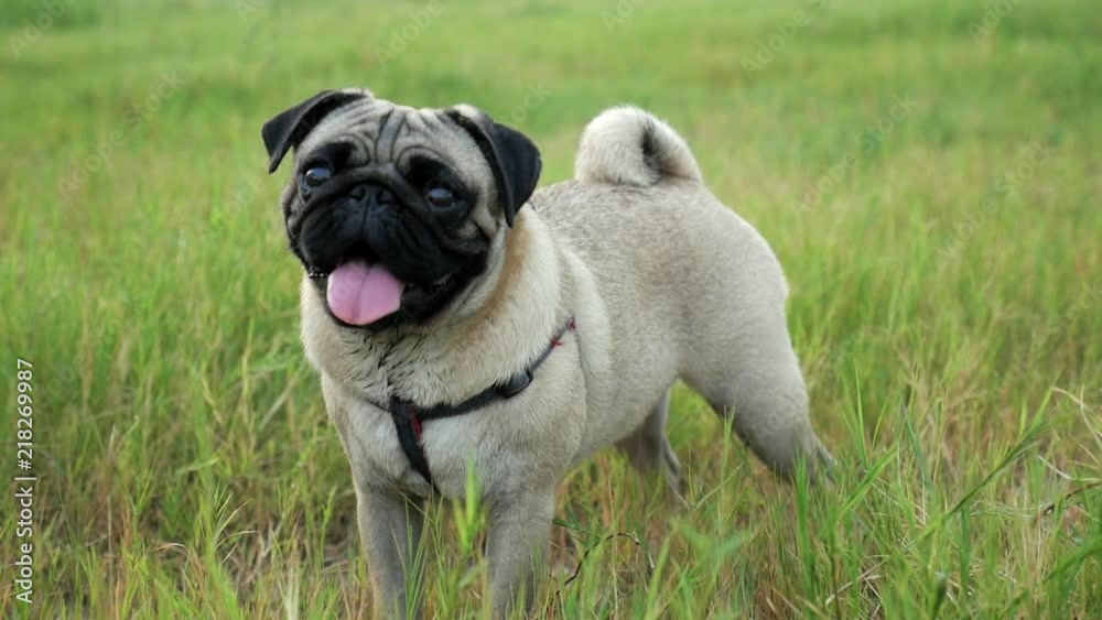 Curious pug tilts his head in slow motion Curious pug tilts his head in slow motion