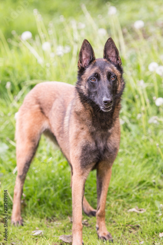 portrait of belgium shepherd dog type malinois living in belgium