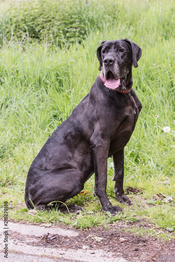 Portrait of german mastif dog living in belgium