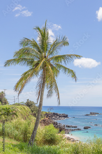 Palm tree (ID: 218270160)