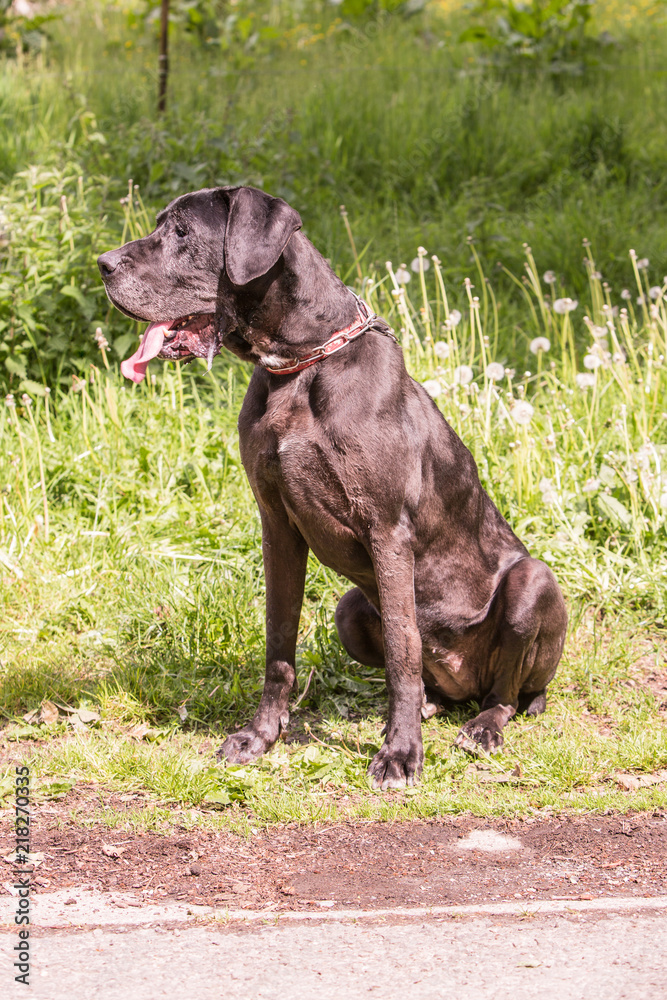 Portrait of german mastiff dog living in belgium