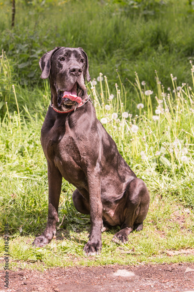 Portrait of german mastiff dog living in belgium