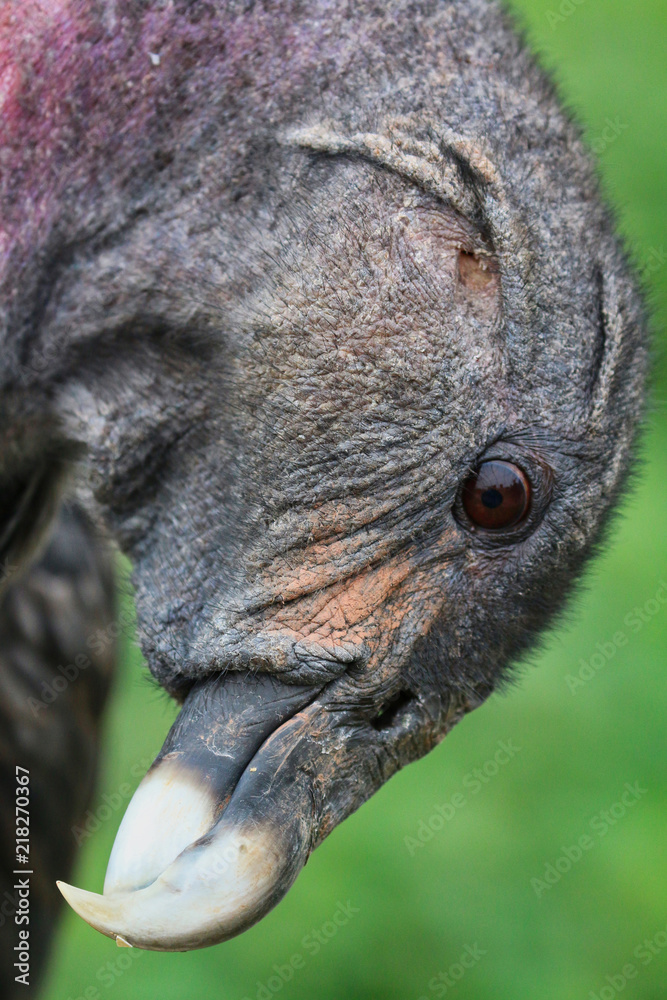 Naklejka premium Vulture closeup head shot
