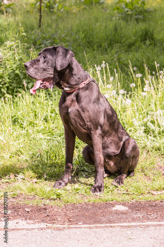 Portrait of german mastiff dog living in belgium
