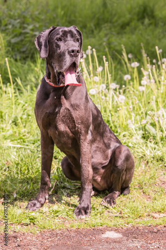 Portrait of german mastiff dog living in belgium