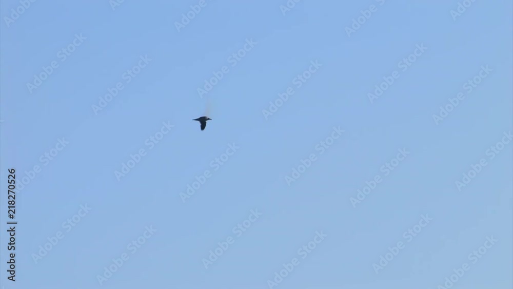 A gull flying high in a bright blue, cloudless sky. TRACKING SHOT. A gull flying high in a bright blue, cloudless sky. TRACKING SHOT.