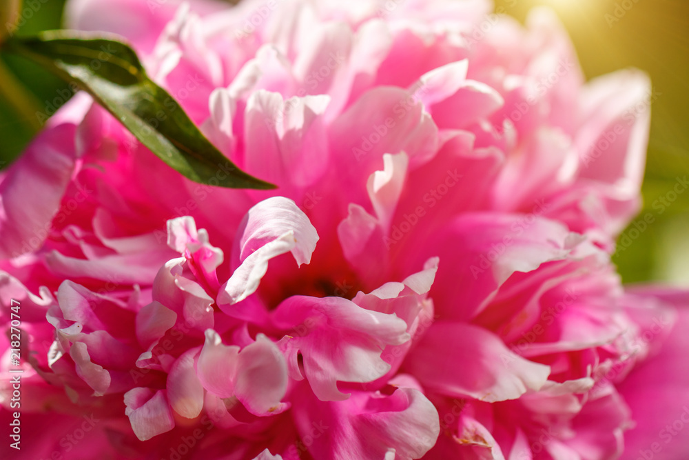 beautiful big pink peony closeup spring day