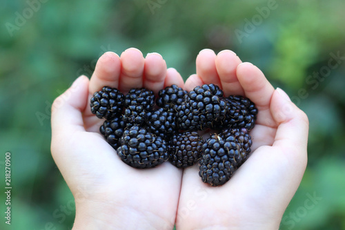 Blackberry in hands  of a child.