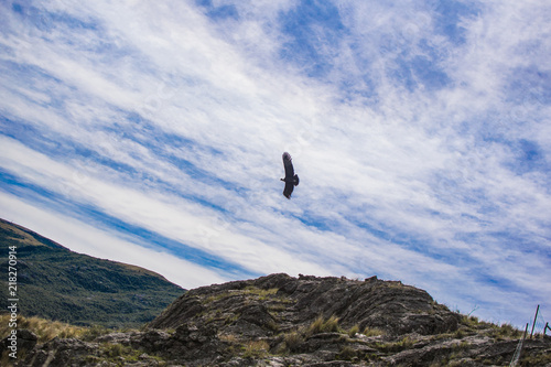 Andean Condor in the sky