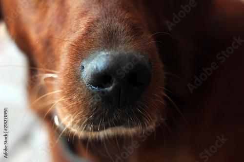 dog pet animal puppy cute nose irish setter brown