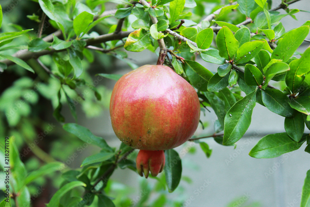 A ripening fruit of the Punica pomegranate on a tree branch in the courtyard of a private house. Republic of Crimea A ripening fruit of the Punica pomegranate on a tree branch in the courtyard of a private house. Republic of Crimea