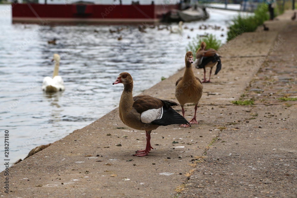 Fototapeta premium ducks on the river