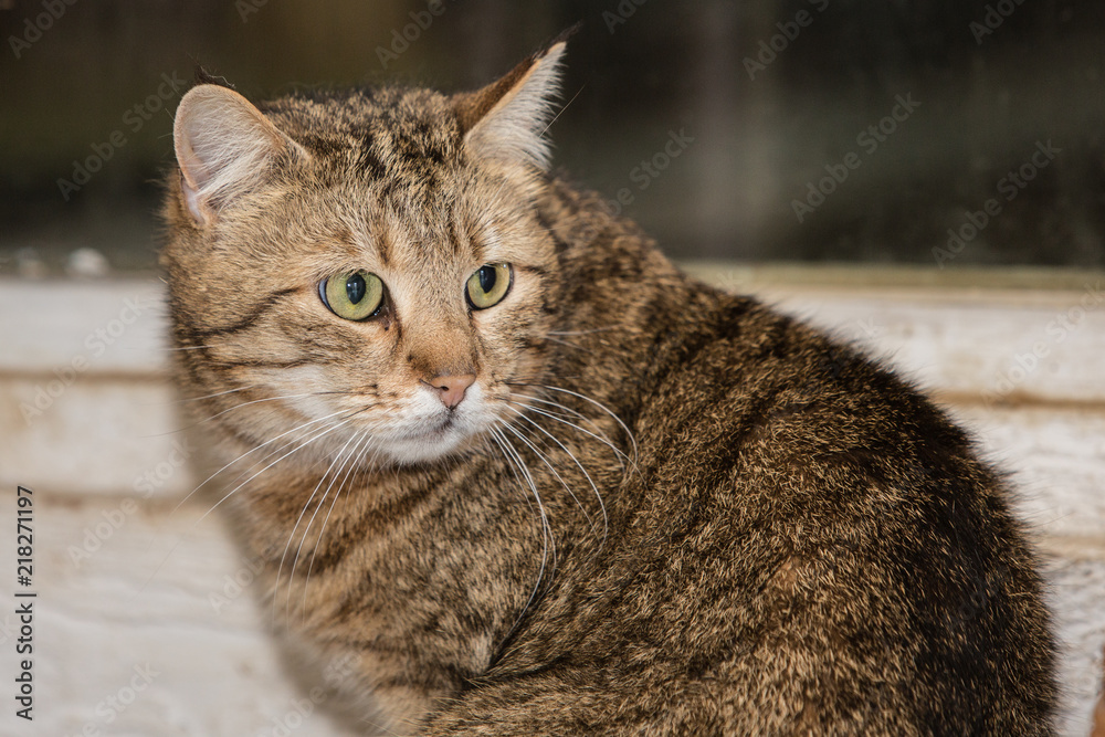 Portrait of european cat living in belgium