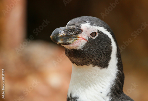 Penguin looking forward © UniquePhotoArts