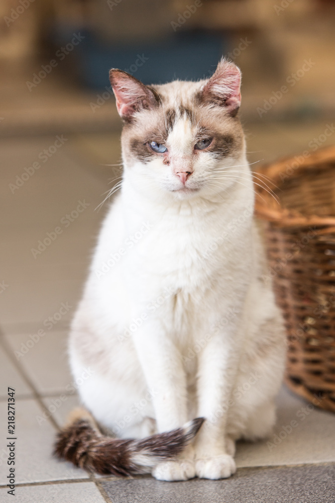 Portrait of european cat living in belgium